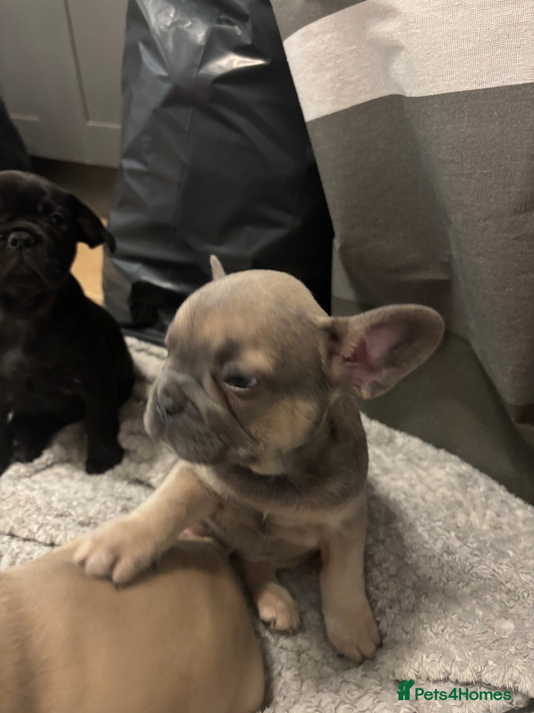 French Bulldog dogs for sale: French bulldogs ready now!  - Image 9