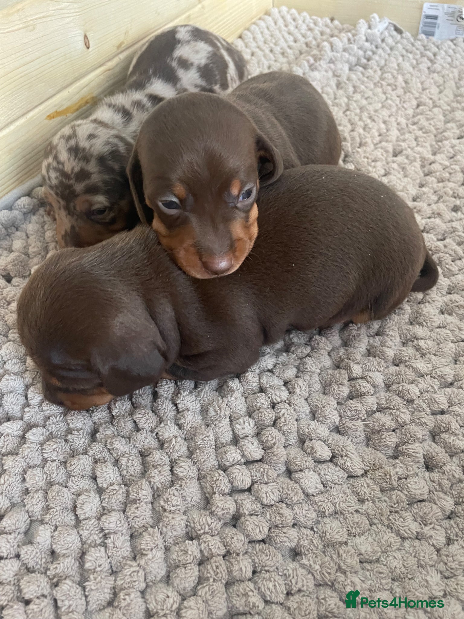Miniature Dachshund dogs Miniature daschunds ready for 6th of may 🐶 🐾 ❤️ - Advert 18