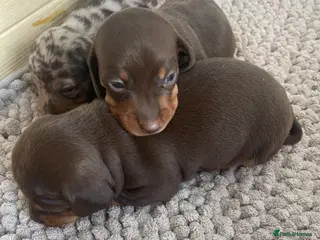 Miniature Dachshund dogs Miniature daschunds ready for 6th of may 🐶 🐾 ❤️ - Advert 18