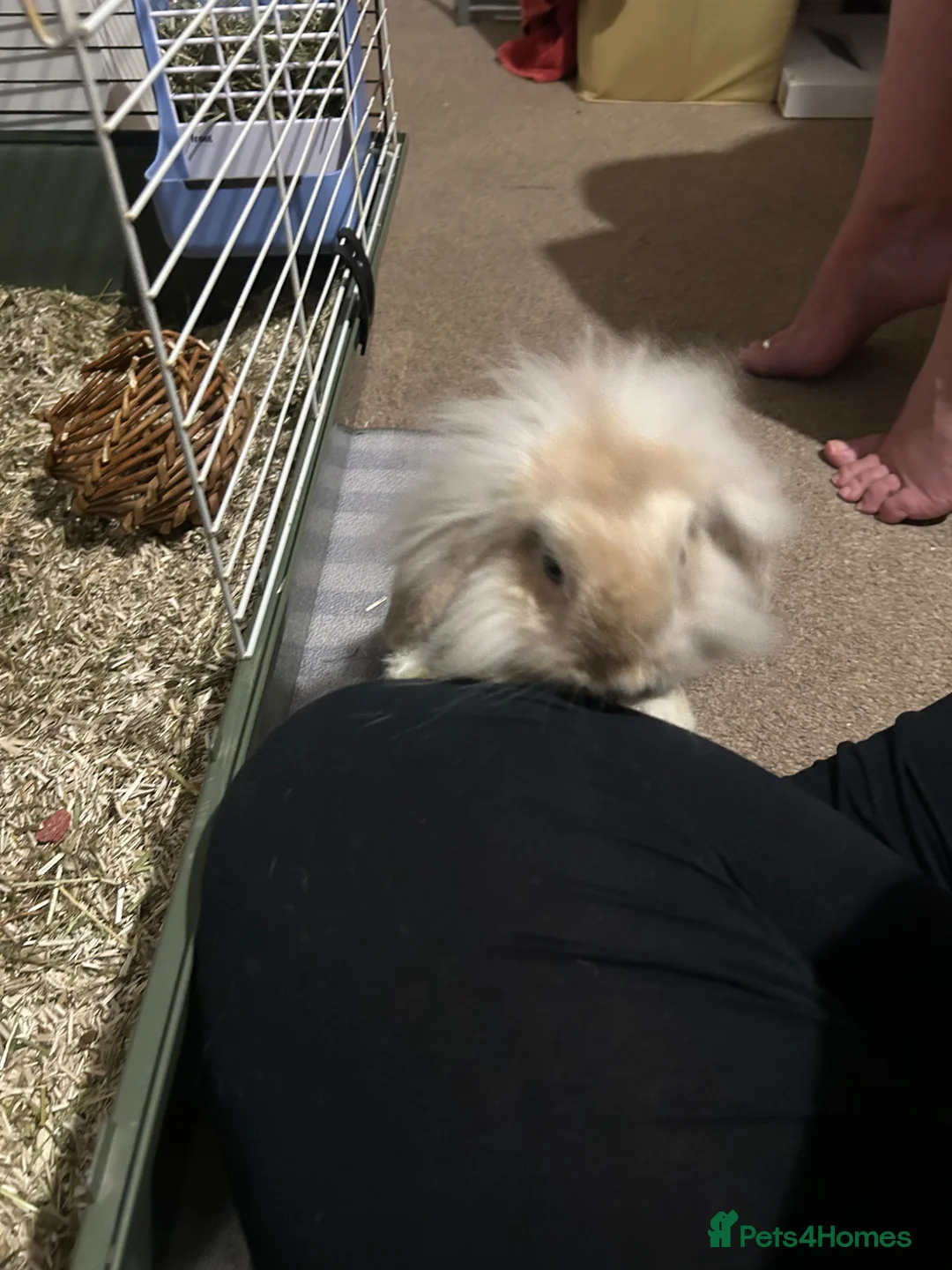 Mini Lop rabbits for sale: X2 lop rabbits and set up  - Advert 1