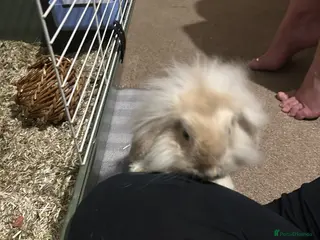 Mini Lop rabbits X2 lop rabbits and set up - Advert 6