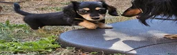 Miniature Dachshund dogs for sale: Longhaired Miniature daschund puppies 🐶  - Advert 9