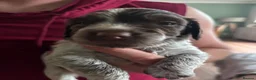 Cocker Spaniel dogs for sale: Remaining Male Cocker Spaniel Pups in Ullapool - Advert 26