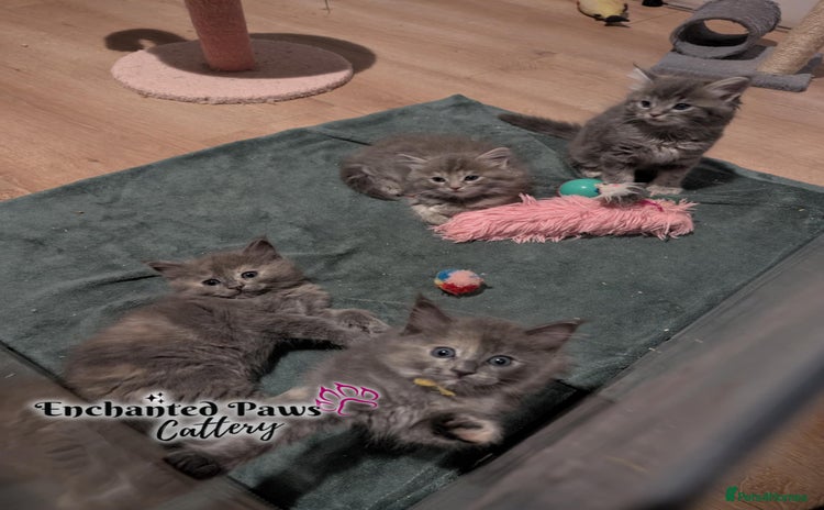Ragcoon cats - Advert 1