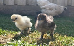 Chickens poultry for sale: Black & Paint Silkies - Image 1