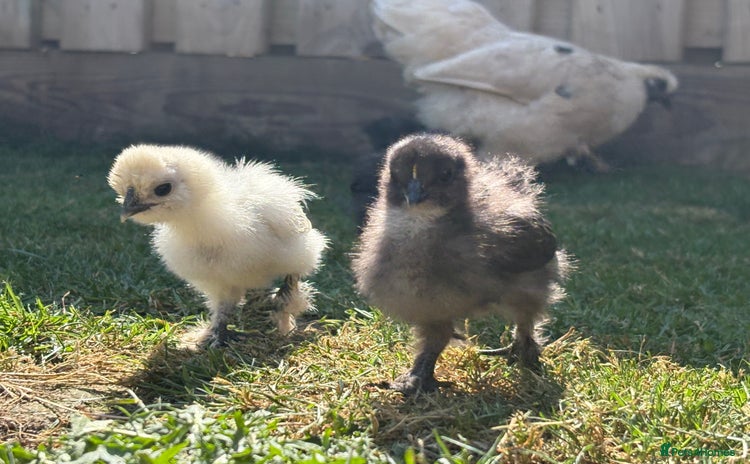 Chickens poultry - Advert 4