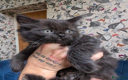 Ragdoll cats for sale: Ragdoll X ready to go! - Image 17