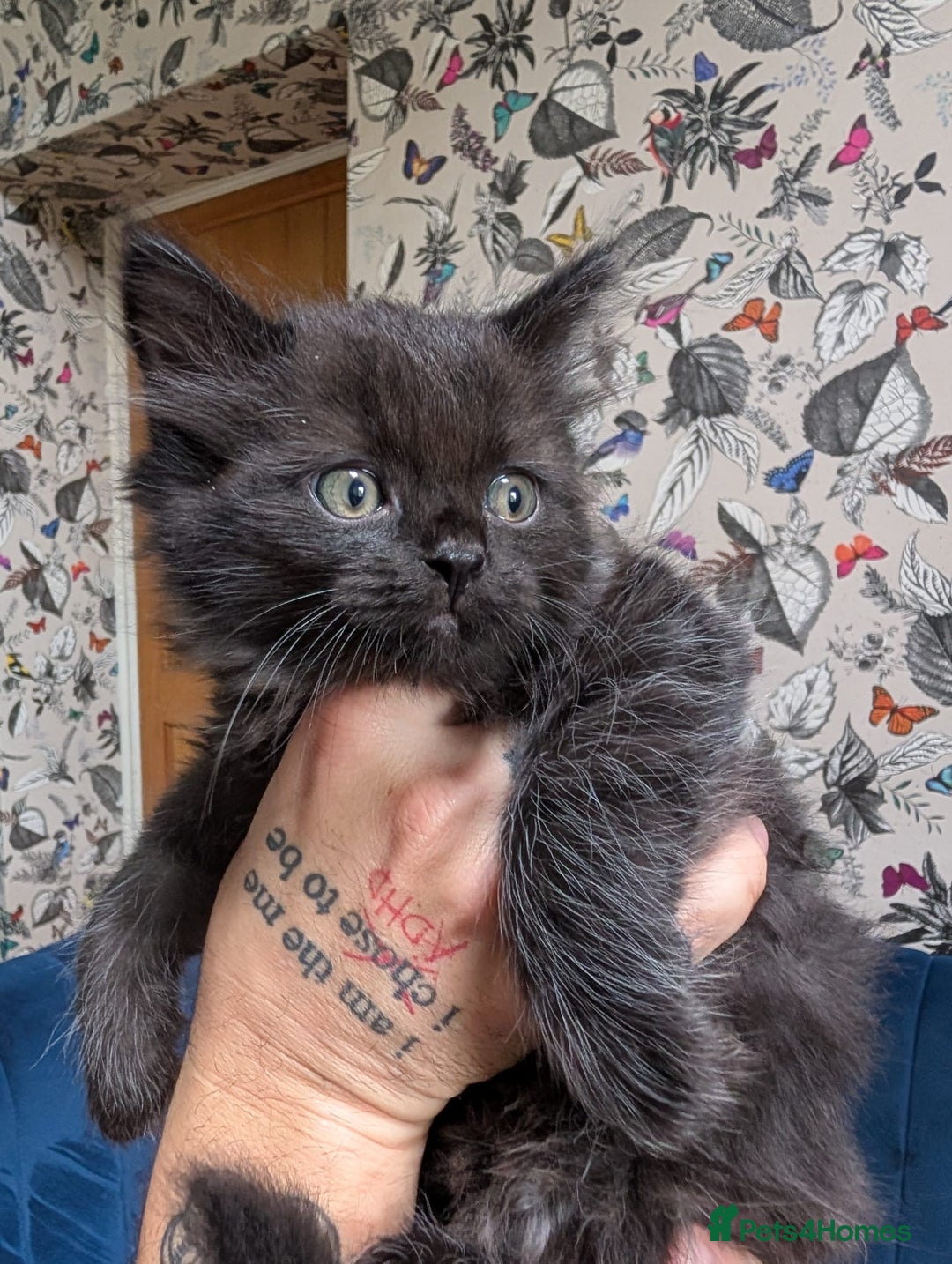 Ragdoll cats for sale: Ragdoll X ready to go! - Image 17