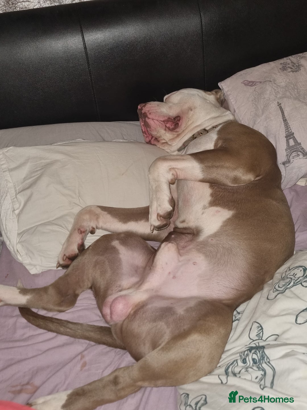 American Bulldog dogs for stud: 2 year old American Bulldog for stud - Advert 7