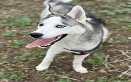 Siberian Husky dogs for sale: 7 mo pup for sale - Image 3