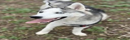 Siberian Husky dogs for sale: 7 mo pup for sale - Advert 3