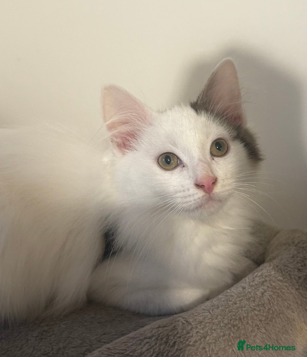 Ragdoll cats for sale: Beautiful Ragdoll Kitten - Advert 2