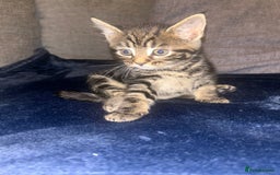 Mixed Breed cats for sale: Tabby cross Maine coon kittens   - Advert 6