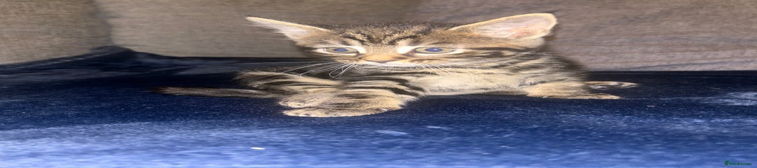 Mixed Breed Kitten 5