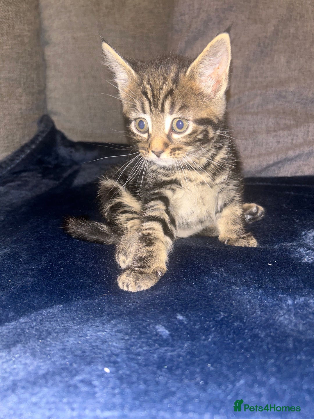 Mixed Breed cats for sale: Tabby cross Maine coon kittens   - Advert 6