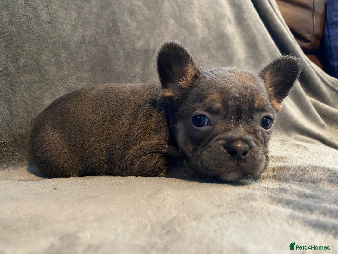 French Bulldog dogs for sale: 7 frenchies £500 to £800 each - Image 5