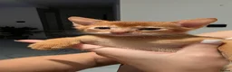 Abyssinian cats for sale: Beautiful Abyssinian female kittens  - Advert 12