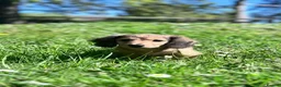 Miniature Dachshund dogs for sale: Miniature Dachshund Boy KC Registered in Hayling Island - Advert 1