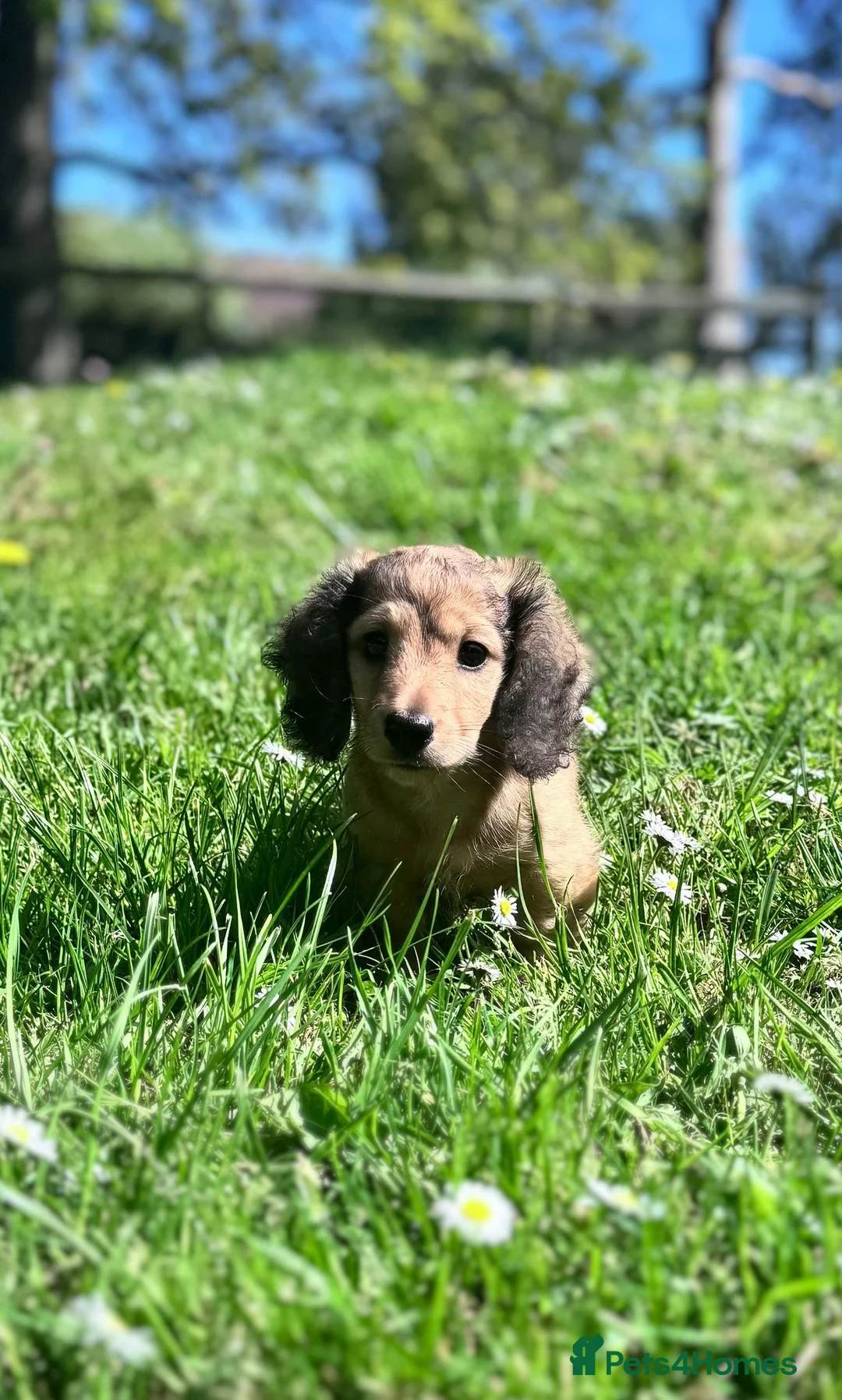 Miniature Dachshund dogs for sale: Miniature Dachshund Boy KC Registered in Hayling Island - Advert 1