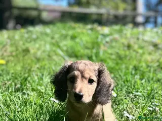 Miniature Dachshund dogs Miniature Dachshund Boy KC Registered - Advert 2