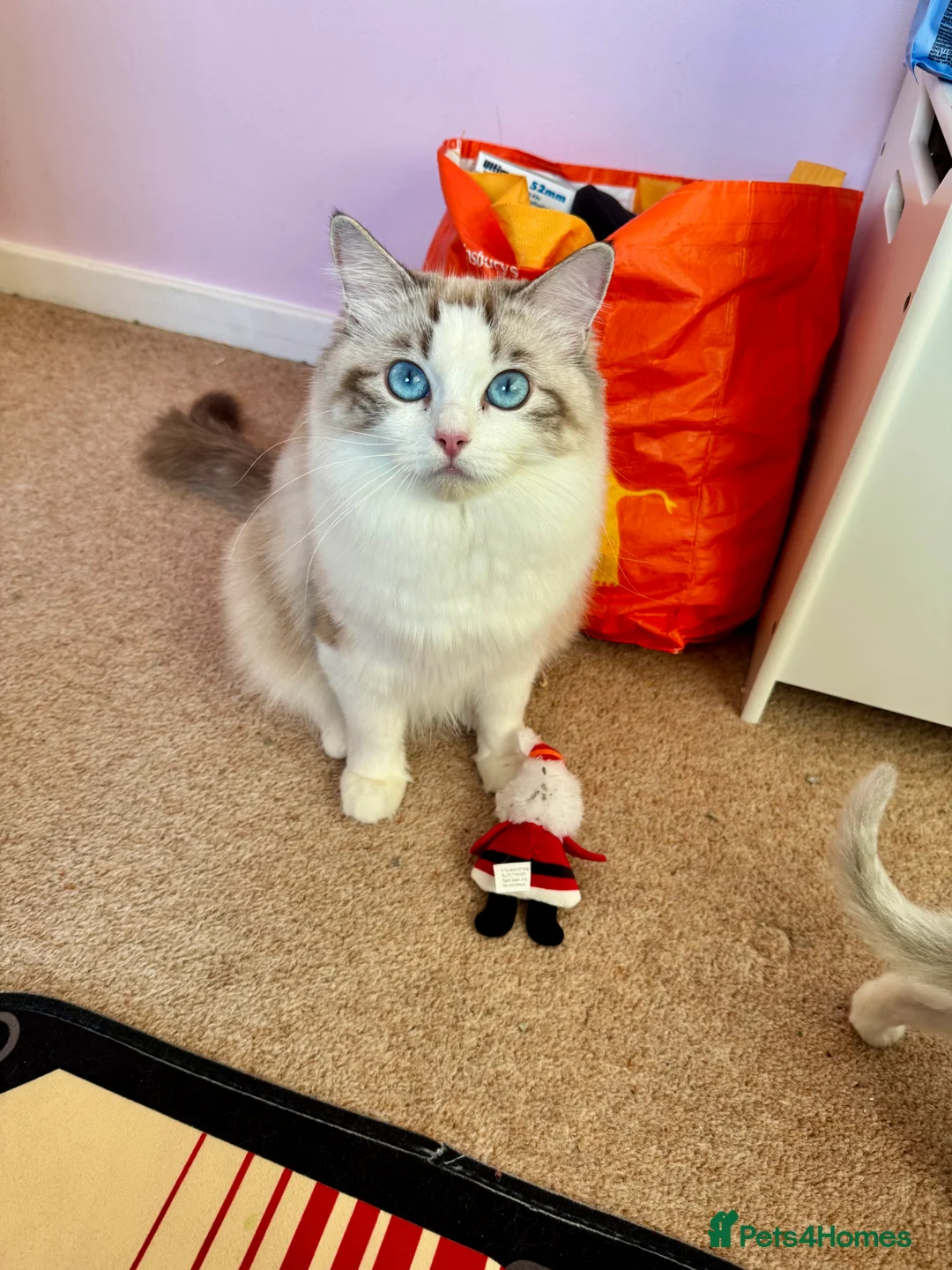 Ragdoll cats for sale: Now ready to leave – Blue Point– TICA Registered - Advert 11