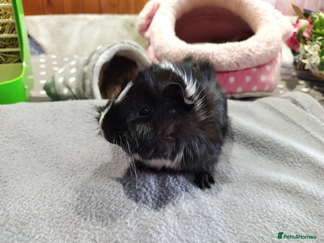 Guinea Pig rodents for sale: Five gorgeous male guinea pigs different breeds in Milnthorpe - Image 17