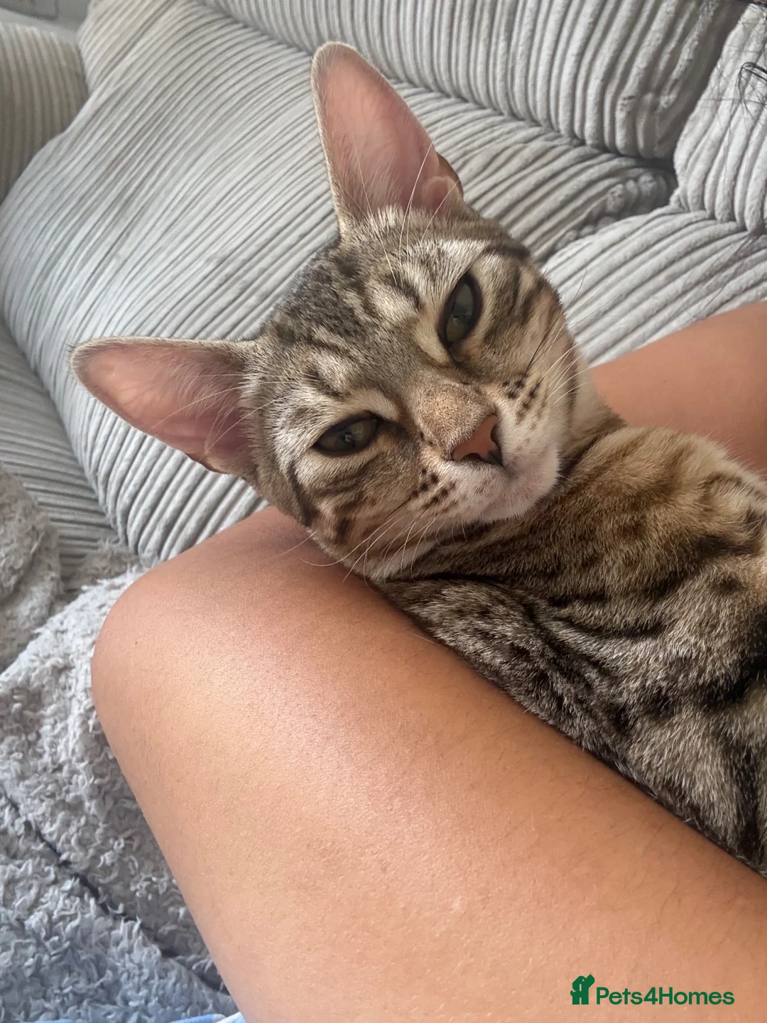 Bengal cats for sale: Bengal Kitten Looking for a Loving New Home 🐾💗 - Advert 4