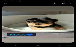 Yorkshire Terrier dogs for sale: Yorkshire Terrier Puppies - Image 3
