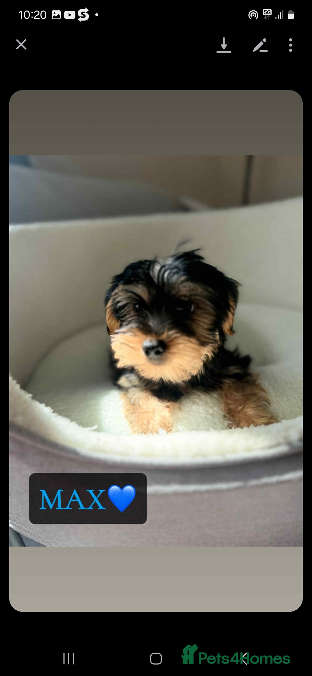 Yorkshire Terrier dogs for sale: Yorkshire Terrier Puppies - Image 3