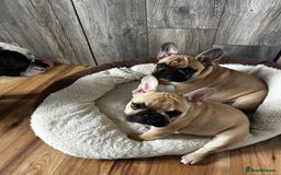 French Bulldog dogs for sale: KC, standard colours French Bulldog puppies🐾 - Image 4