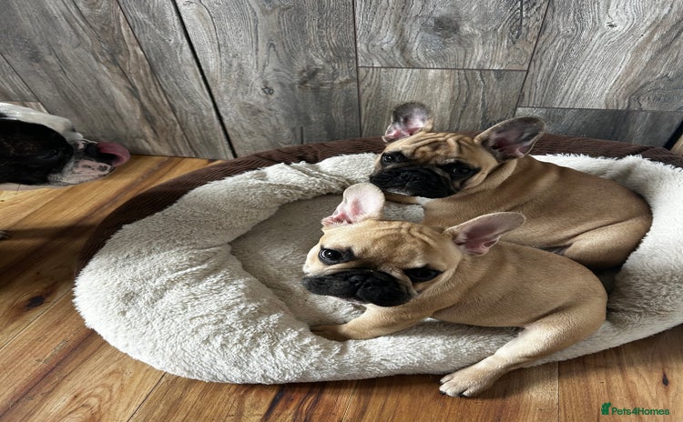 French Bulldog dogs - Advert 4