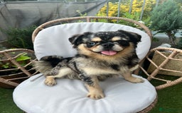 Pug dogs for sale: Beautiful fluffy pug - Image 4