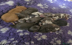 Cockapoo dogs for sale: Cockapoo puppies - Image 35