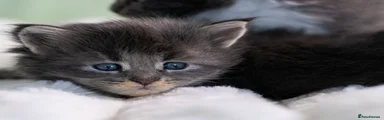 Maine Coon 5