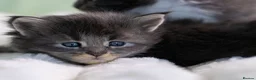 Maine Coon cats for sale: European Bloodlines Maine Coon Kittens Available - Advert 7