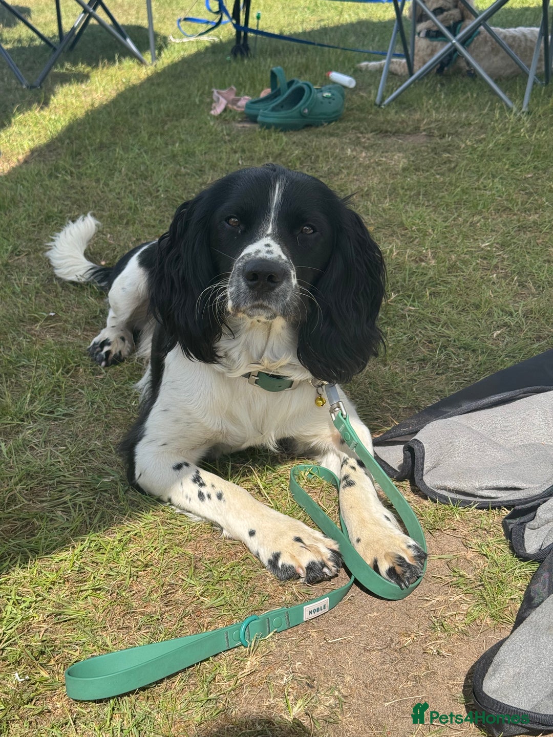 English Springer Spaniel dogs for stud: English Springer Spaniel for stud - Image 2