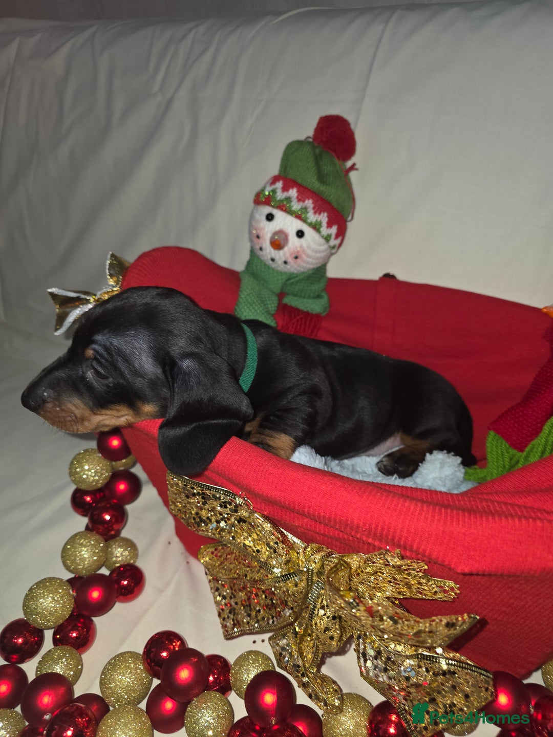 Miniature Dachshund dogs for sale: Miniature dachshund  - Advert 33