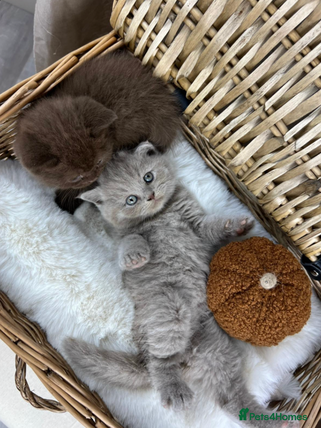 British Shorthair cats for sale: 5 Star - BSH Litter (Two Cinnamon, Fawn & Lilac) - Image 11