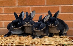 Rex rabbits for sale: Female & male otter mini rex  - Advert 3