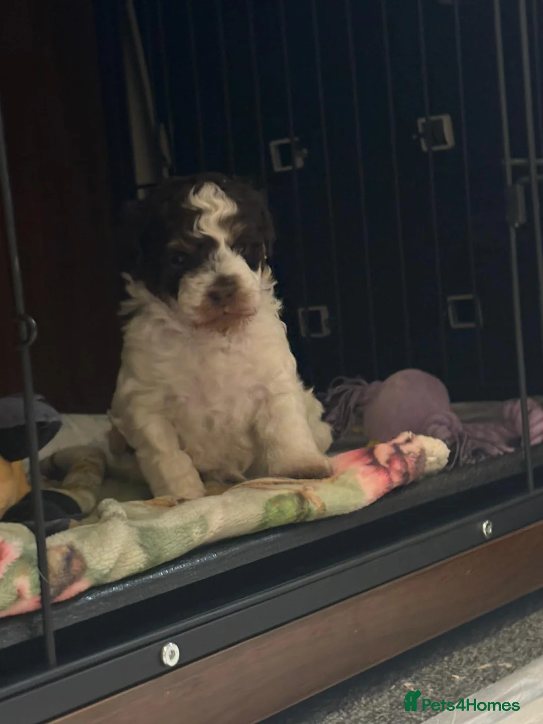 Mixed Breed dogs for sale: my girl has had a lovely litter of pups  - Advert 10