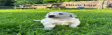 Golden Retriever 1