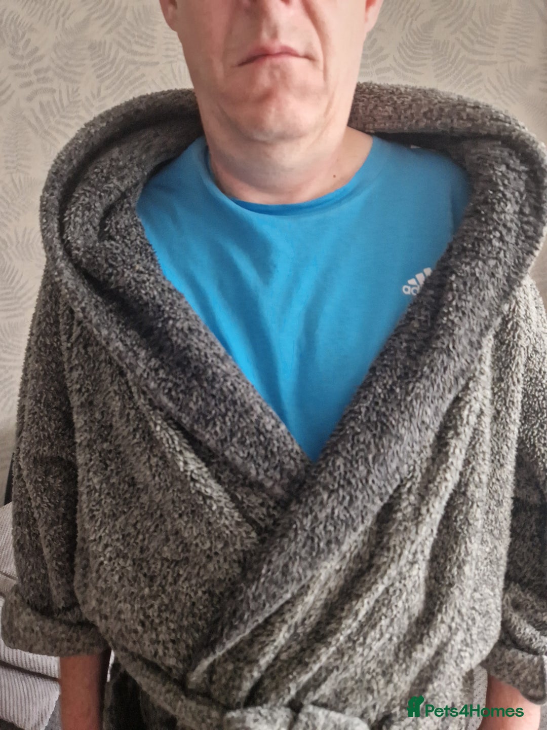 Bengal cats for sale: Walter, free to a good home  - Advert 9