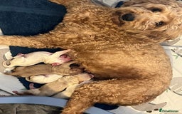 Labradoodle dogs for sale: Labradoodle puppies  - Image 2