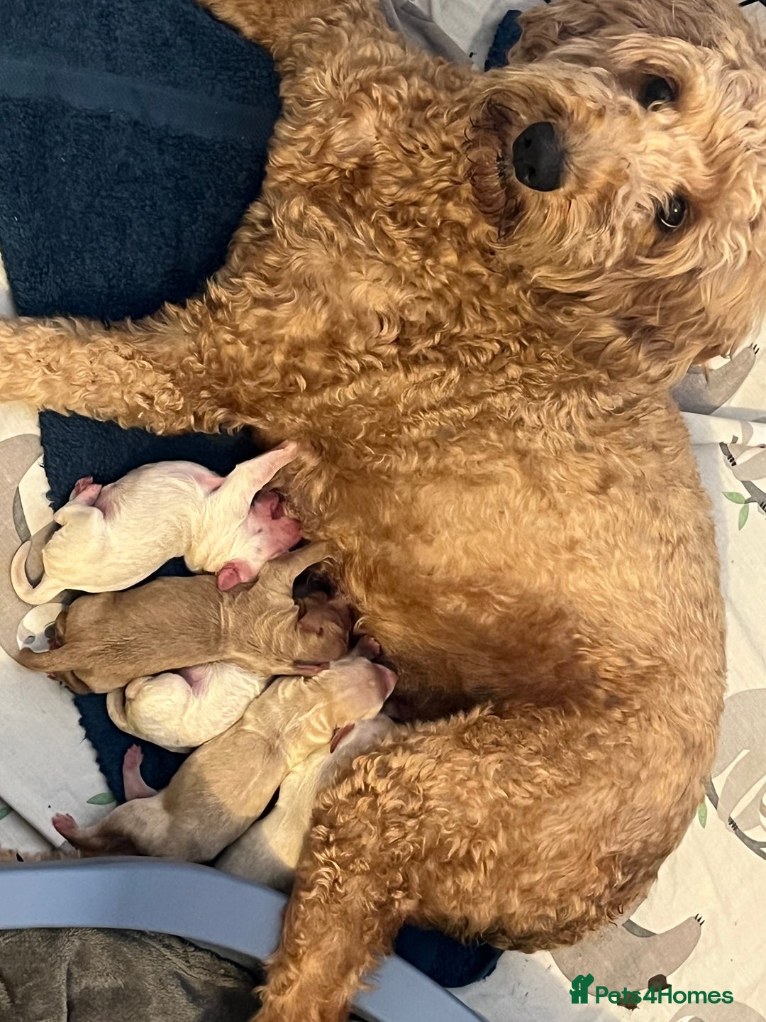 Labradoodle dogs for sale: Labradoodle puppies  - Image 2