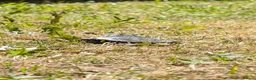 Turtle reptiles for sale: 2 Mississippi map turtles  in Bourne - Advert 6