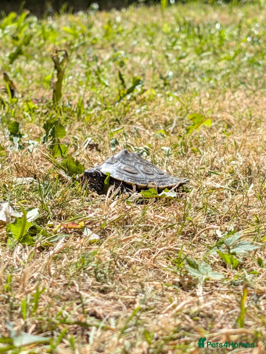 Turtle reptiles for sale: 2 Mississippi map turtles  in Bourne - Advert 6