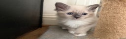 Ragdoll cats for sale: Kittens For Sale Cute small Ragdoll - Advert 12