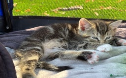Mixed Breed cats for sale: 3 cute kittens ready for new home - Image 18