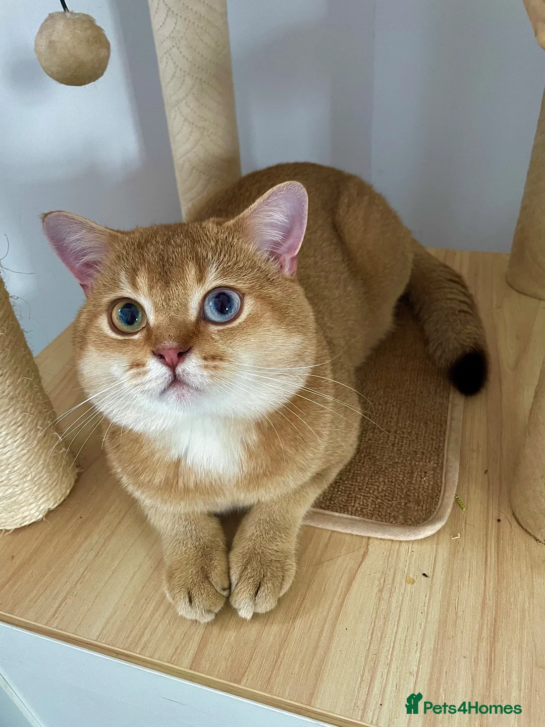 British Shorthair cats for stud: ACTIVE reg imported chocolate golden DBE for stud - Advert 2