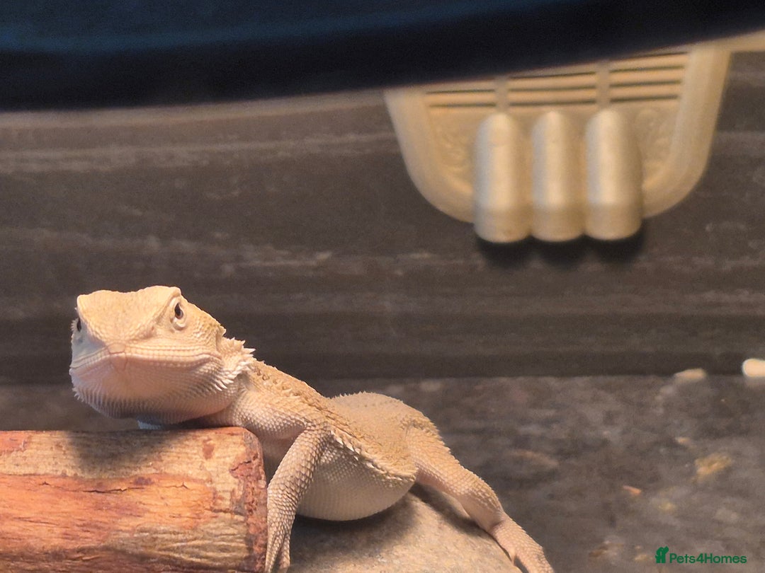 Bearded Dragon reptiles for sale: Bearded dragons  babies  - Advert 24